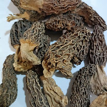 Gucchi Mushroom