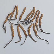 Himalayan Keedajadi